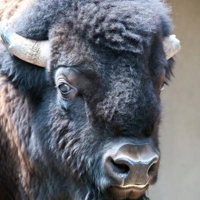 Closeup of American Bison Head