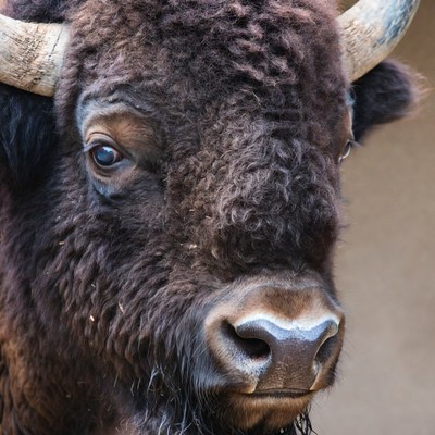 Close-up of bison head