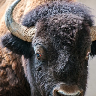 Close-up bison head with curved horns