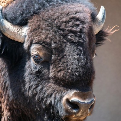 Close-up American Bison Head