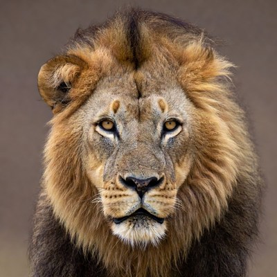 Close-up of majestic lion face
