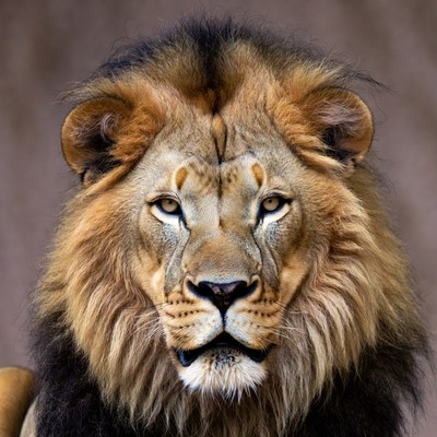 Close-up lion face portrait
