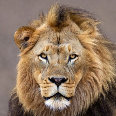 Close-up of majestic lion face