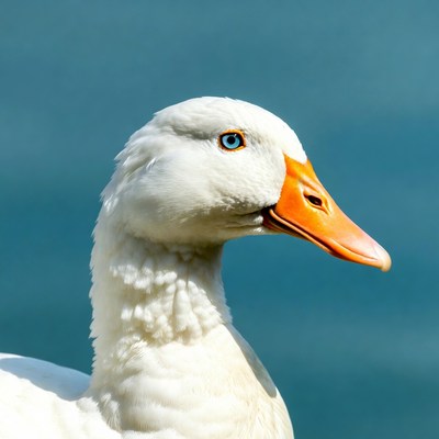 White duck with blue eyes