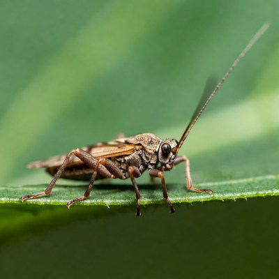 Grasshopper on green leaf