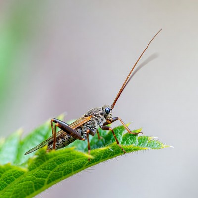 Long-horned grasshopper on green leaf