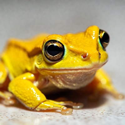 Bright yellow frog close-up
