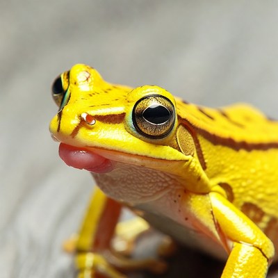 Yellow tree frog sticking tongue out