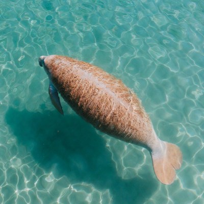 Manatee swimming in turquoise water