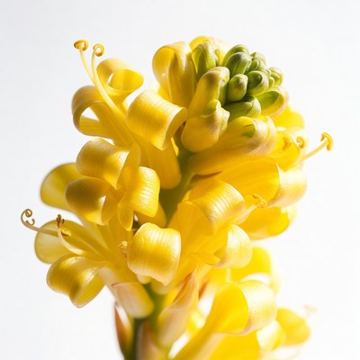 Yellow flower cluster on white background