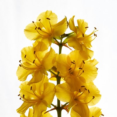 Yellow Forsythia Flowers on White Background