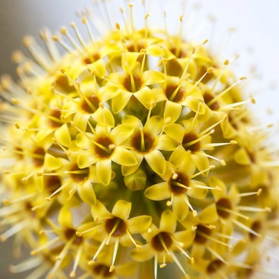 Yellow Spiky Flower Head Closeup