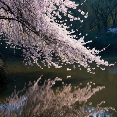 Cherry Blossoms Reflecting in Lake