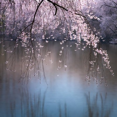 Cherry Blossoms Over Calm Lake