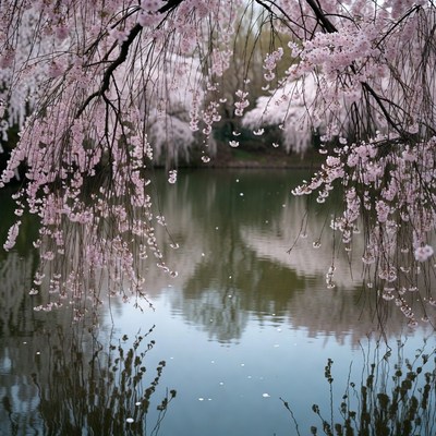 Cherry Blossoms Over Reflective Lake