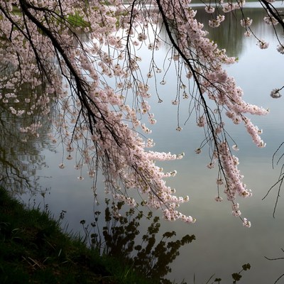 Cherry Blossoms Over Calm Lake