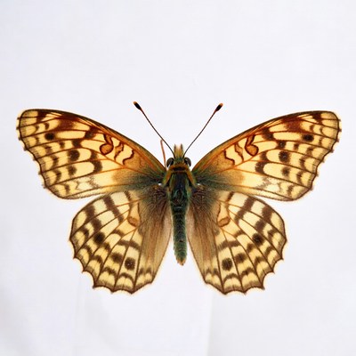 Orange Spotted Butterfly on White Background