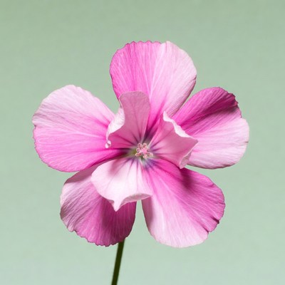 Pink Malva Flower on Green Background