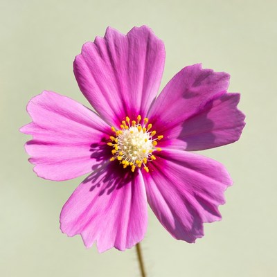 Pink Cosmos Flower Closeup