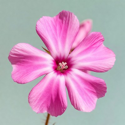 Pink Geranium Flower Closeup