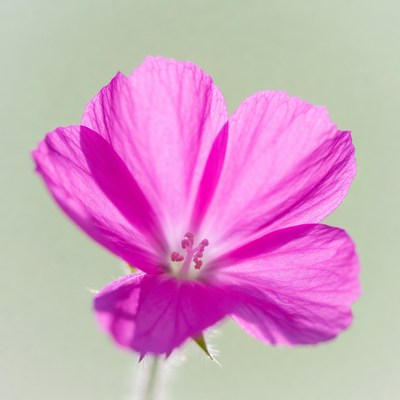 Pink flower on green background