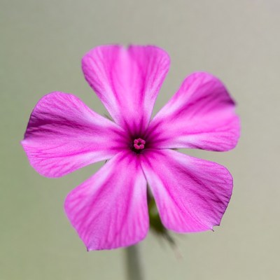 Pink Phlox Flower Closeup
