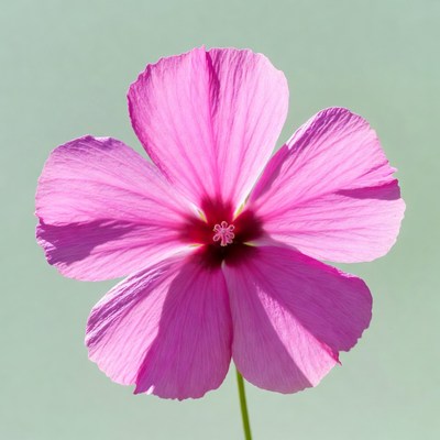 Pink Hibiscus Flower on Green Background