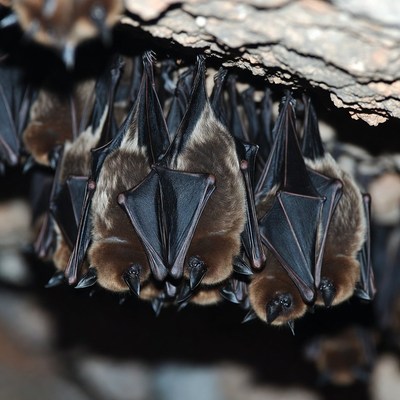 Bats hanging from cave ceiling