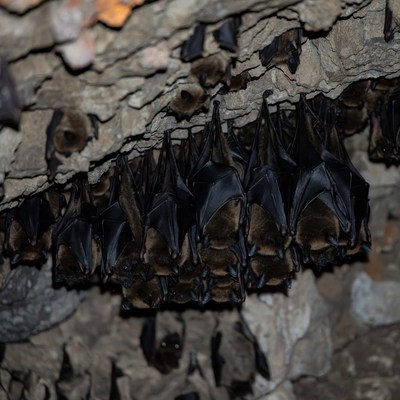 Bats hanging in cave