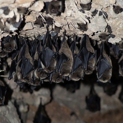 Bats hanging on cave ceiling