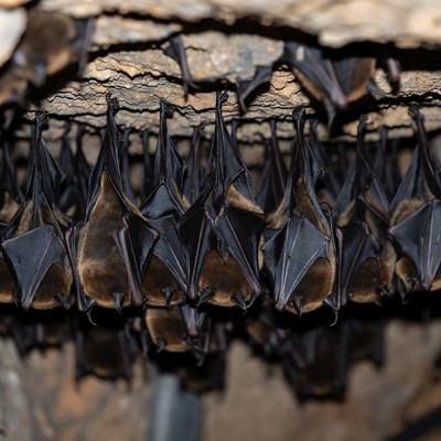 Bats hanging from wooden cave ceiling