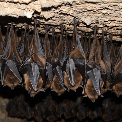 Bats hanging in cave