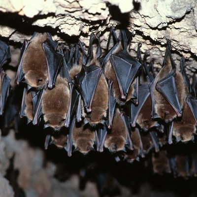 Bats hanging from cave ceiling