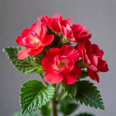 Red Geranium Flowers Bouquet