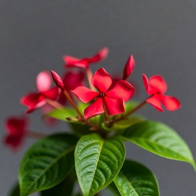 Red Ixora Flowers with Green Leaves