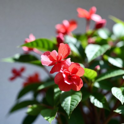 Vibrant Red Hibiscus Flowers Blooming
