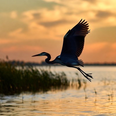 Great Blue Heron Flying at Sunset