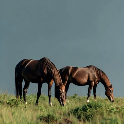 Two horses grazing in grass
