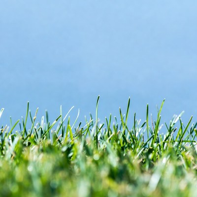 Green grass against blue sky