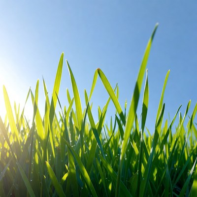 Green grass blades against blue sky