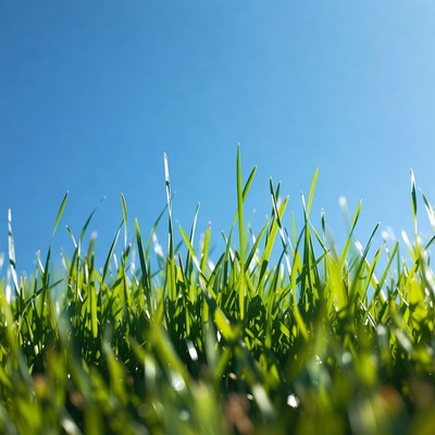 Fresh green grass against blue sky