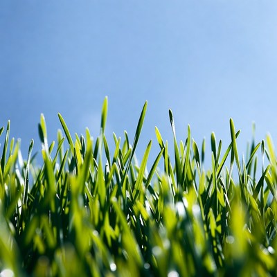Fresh green grass against blue sky