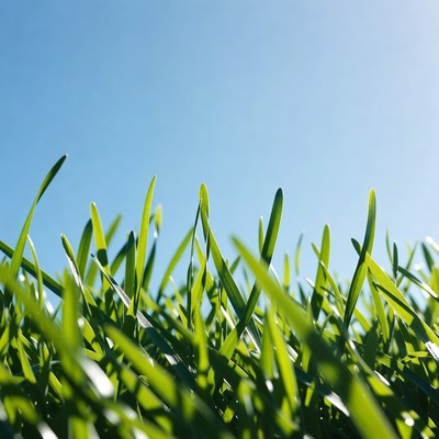 Fresh green grass under blue sky