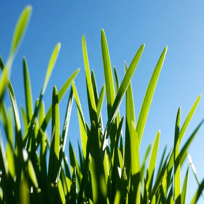 Fresh green grass blades against blue sky
