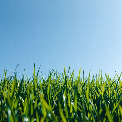 Green grass against blue sky