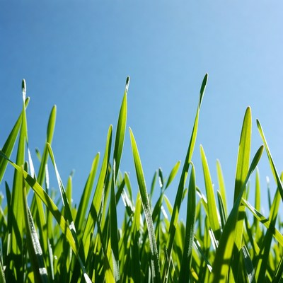 Green grass blades against blue sky
