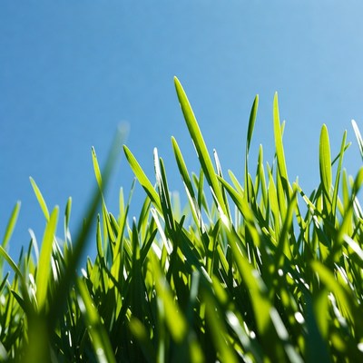 Fresh green grass against blue sky