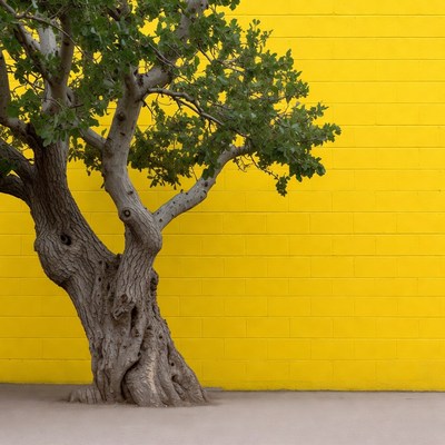 Tree against yellow brick wall