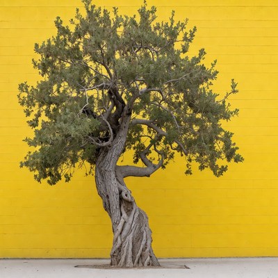 Juniper Tree Against Yellow Wall