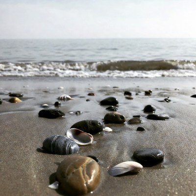 Seashells and pebbles on beach